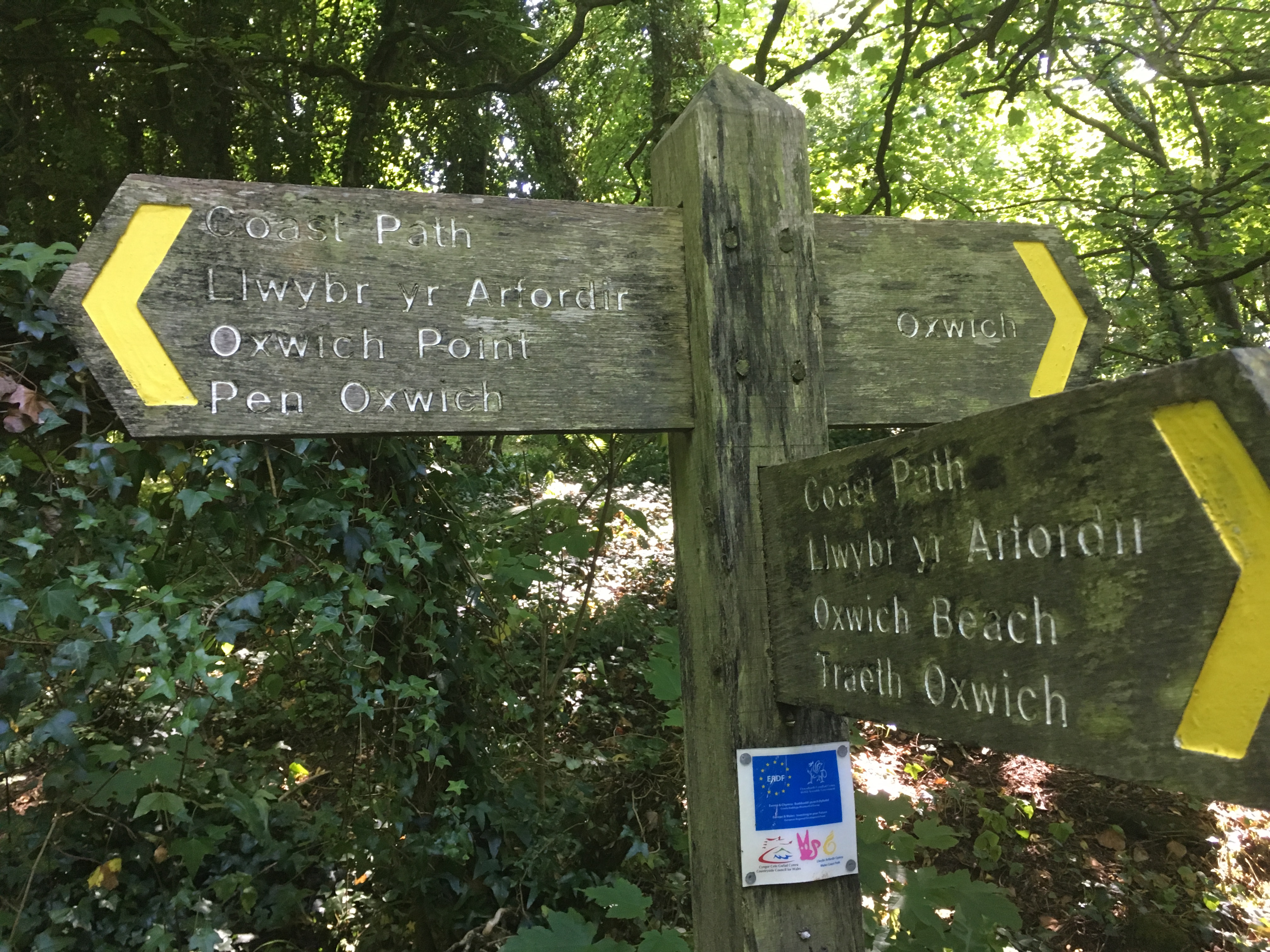 Oxwich Woodland, Gower, Wales