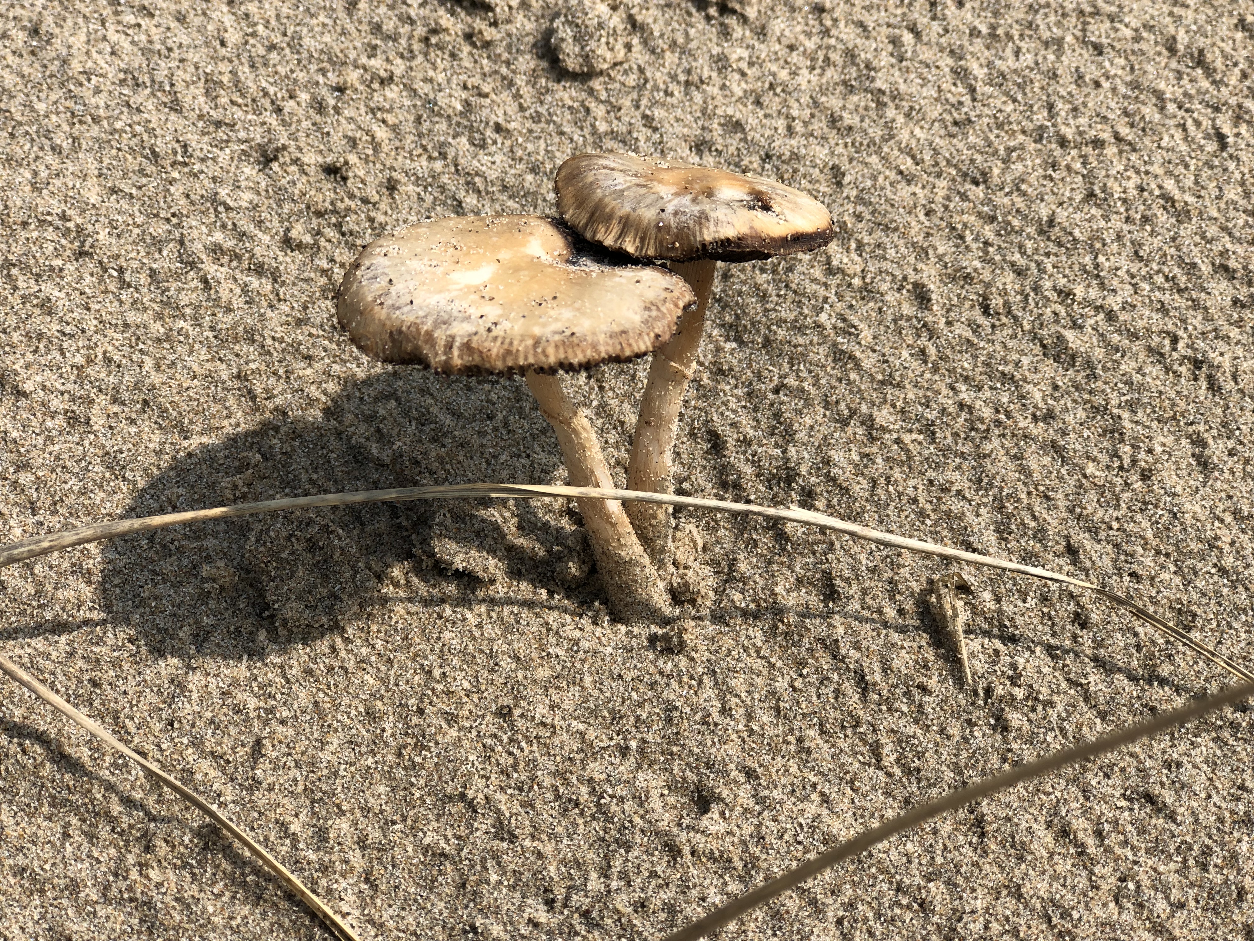 Aberdovey Beach - Snowdonia National Park with kids – 3 day travel diary