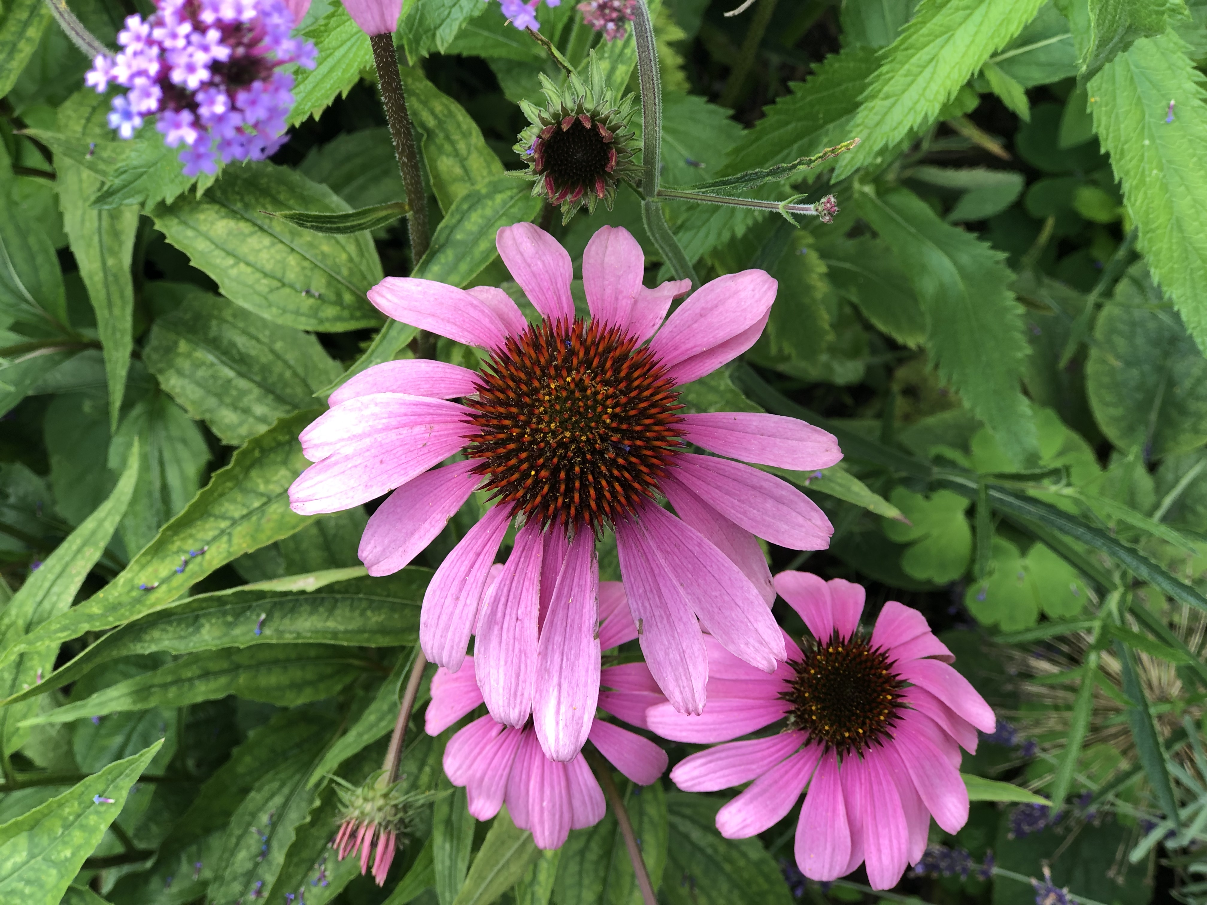 Painswick Rococo Garden review