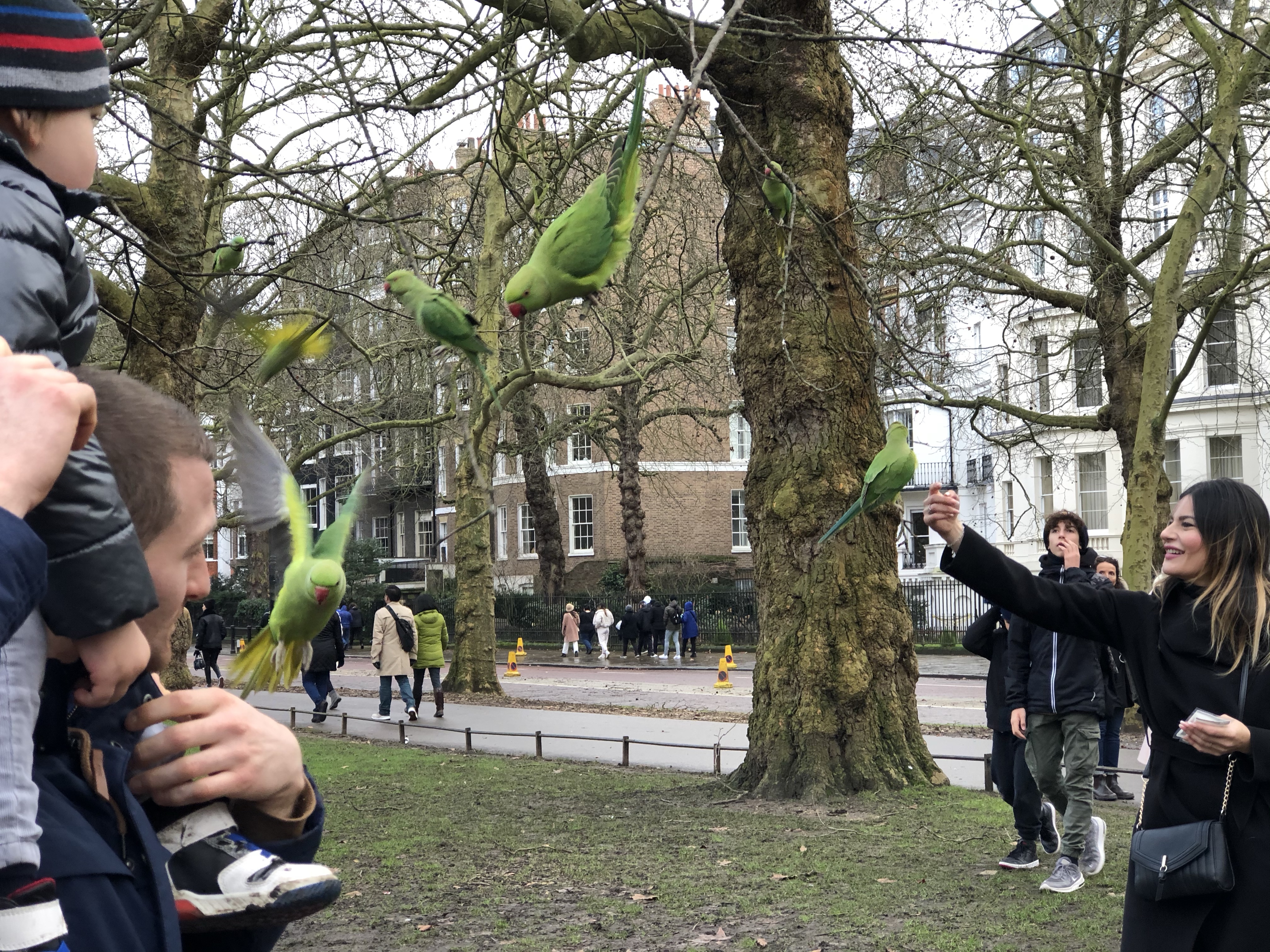 parakeets-st-james-park-london-animals-birds-tourists