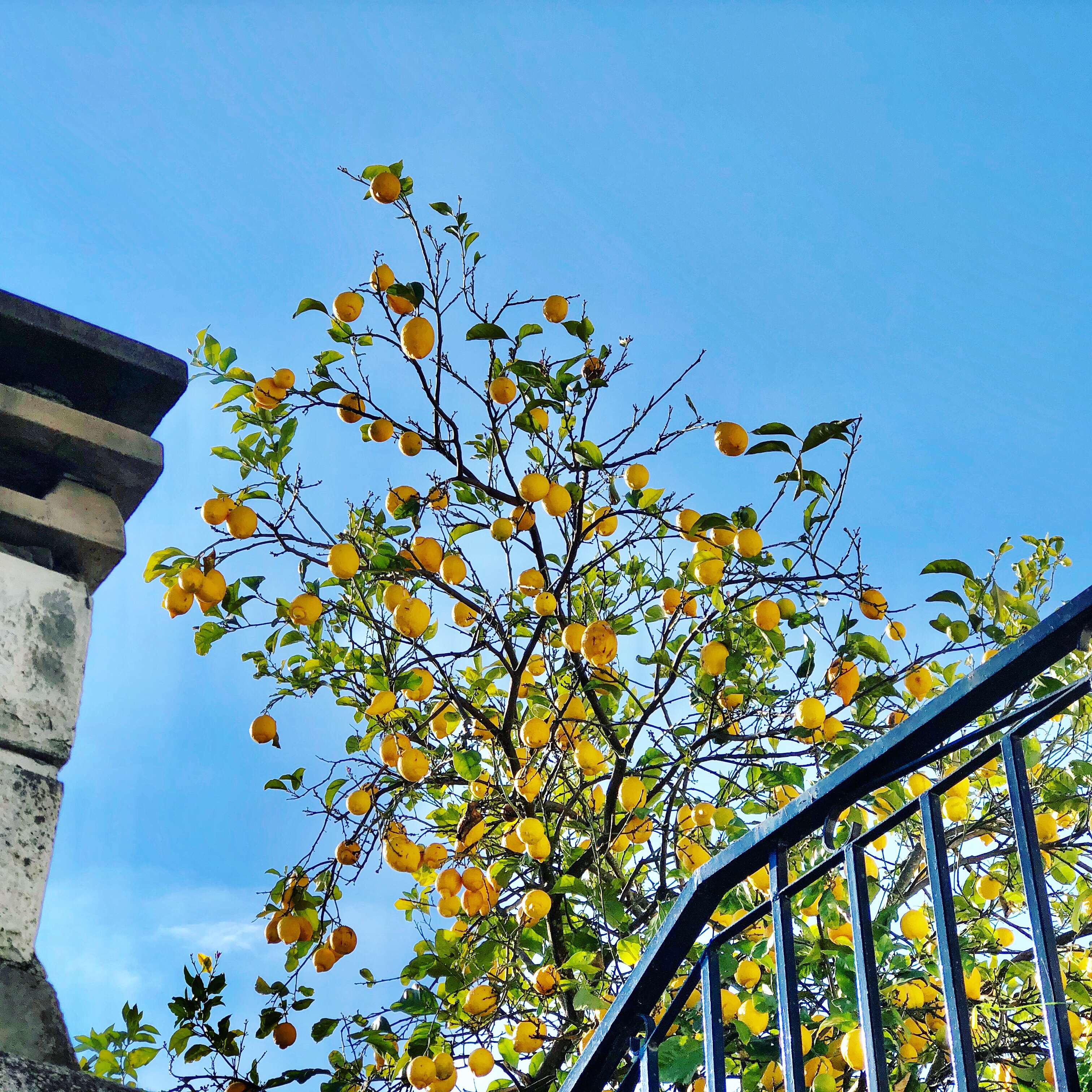 Orange and lemon trees castelo branco portugal instagram photo ideas