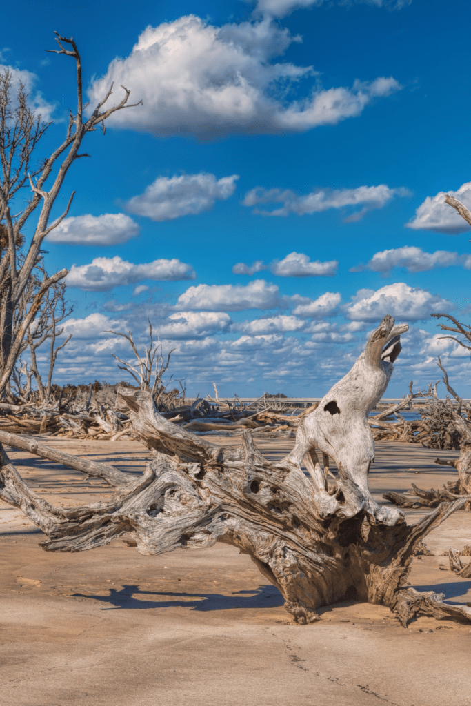Big Talbot Island State Park Boneyard Beach