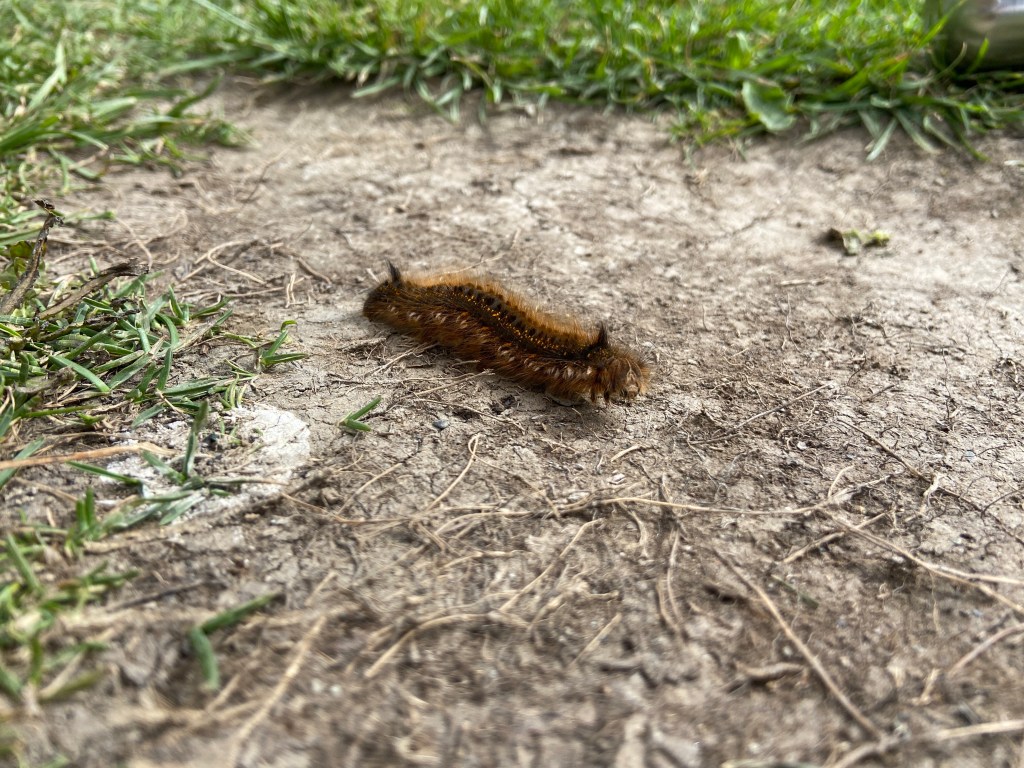 caterpillar