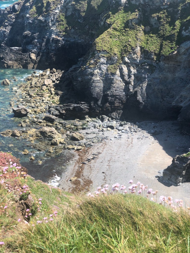 Seals on the beach in a cove near Godrevy lighthouse in Cornwall