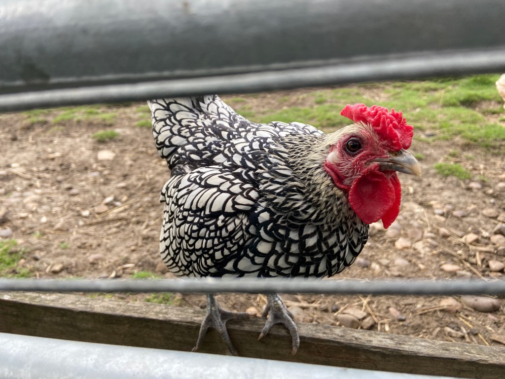 the farm animal sanctuary evesham