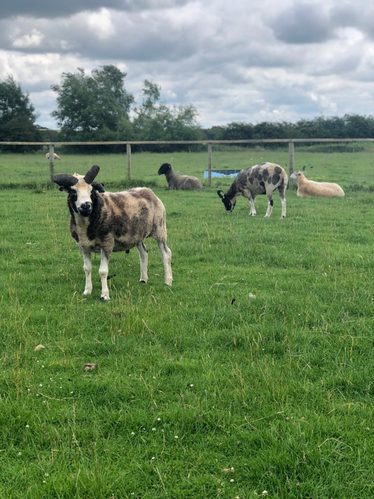 the farm animal sanctuary evesham