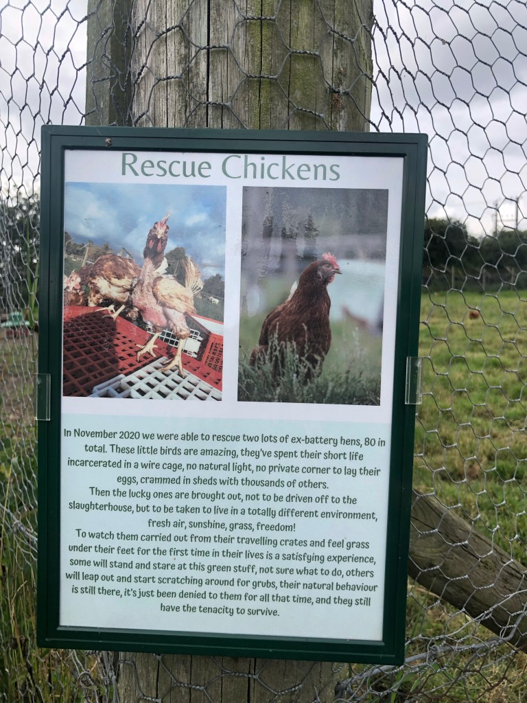 the farm animal sanctuary evesham