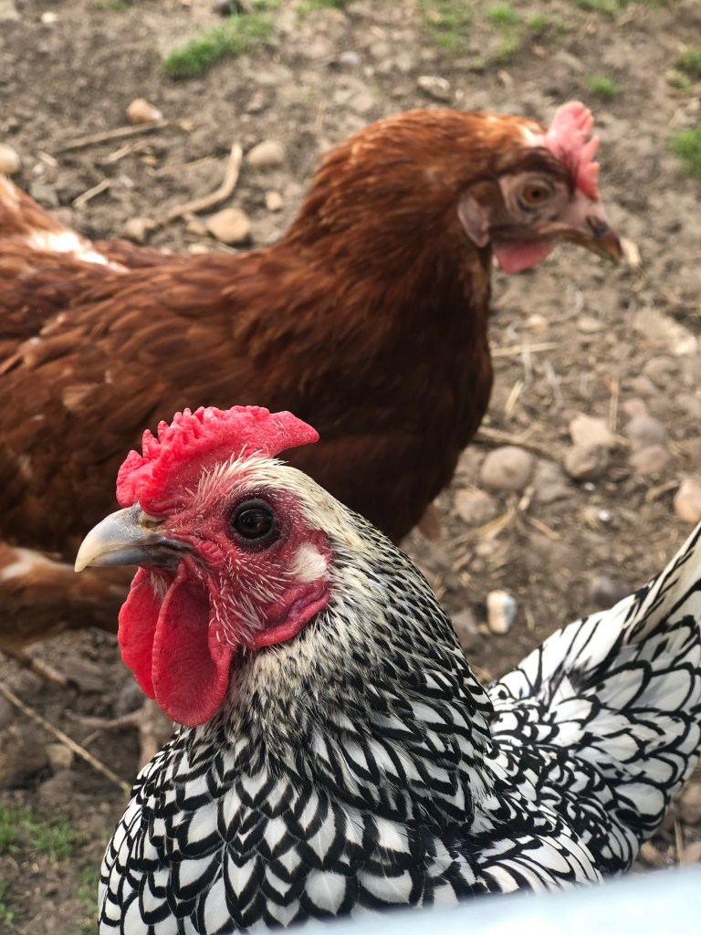 the farm animal sanctuary evesham