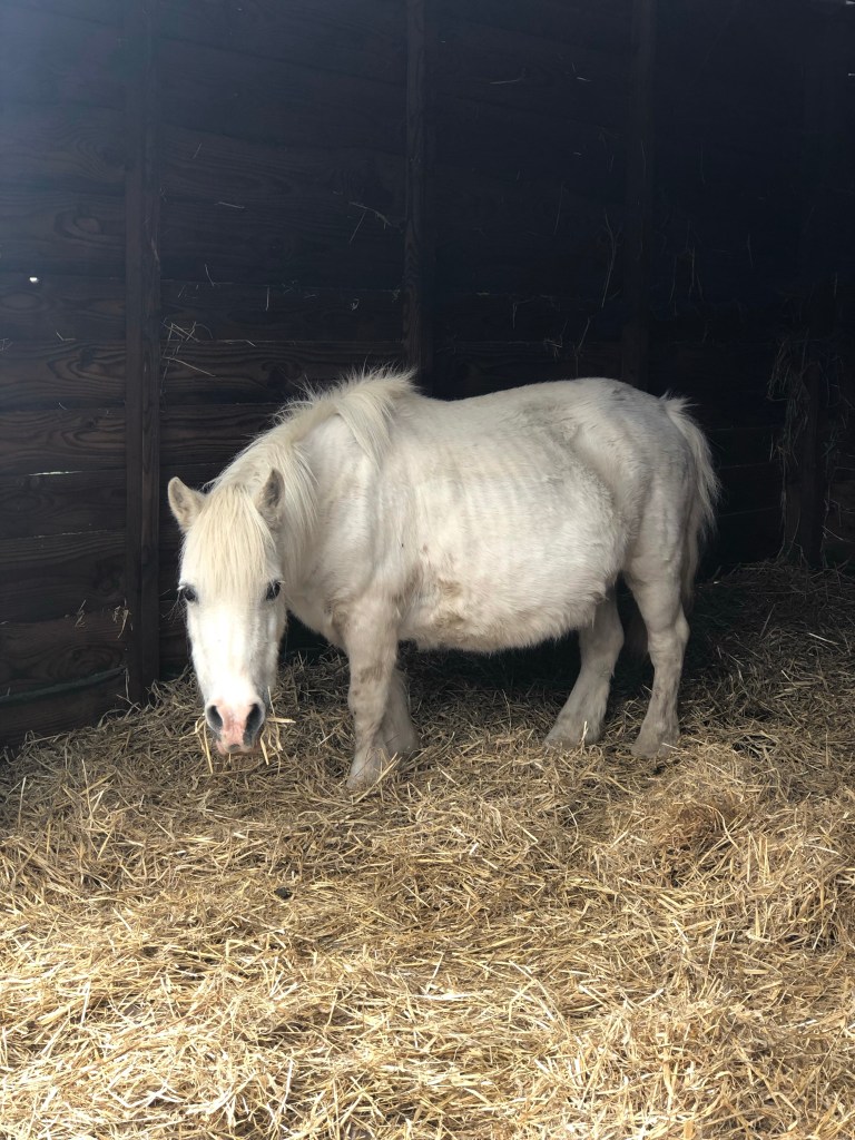 the farm animal sanctuary evesham
