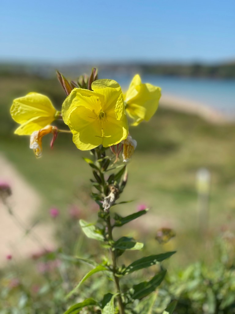 Daymer Beach to Brea Beach coastal path walk Cornwall stunning views