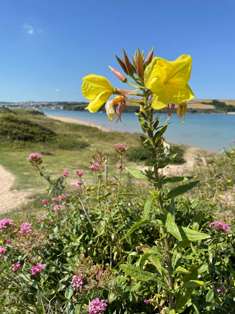 Daymer Beach to Brea Beach coastal path walk Cornwall stunning views