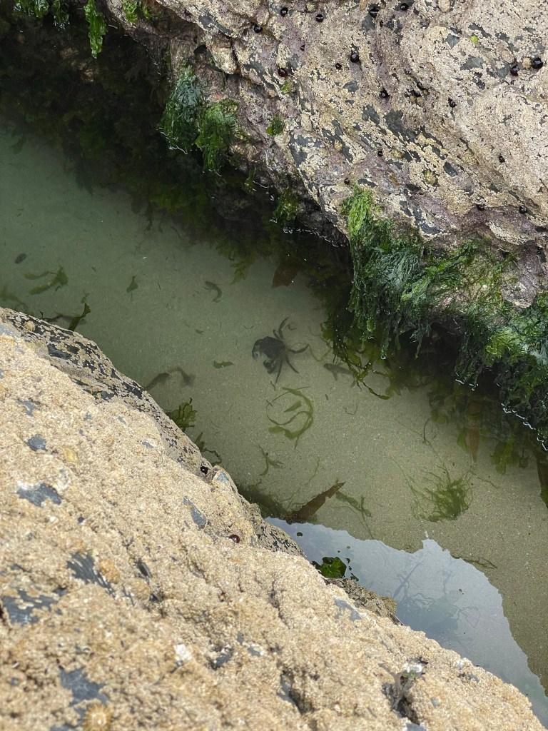 crab in rockpool crantock beach cornwall