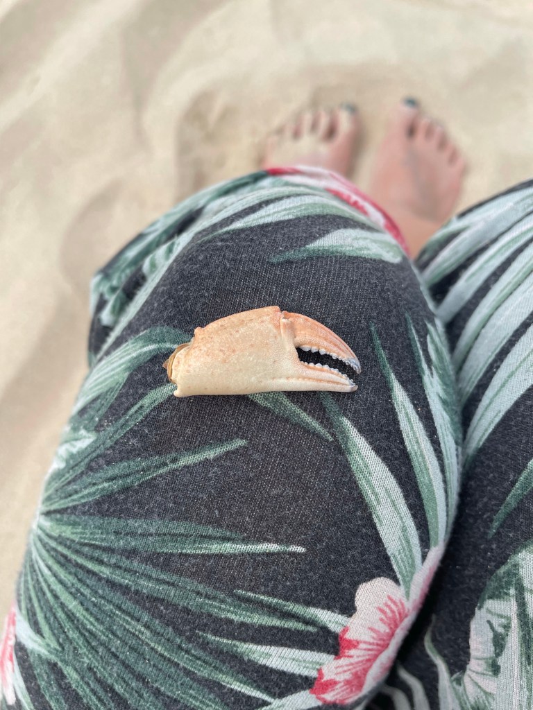 crab claw Crantock Beach 