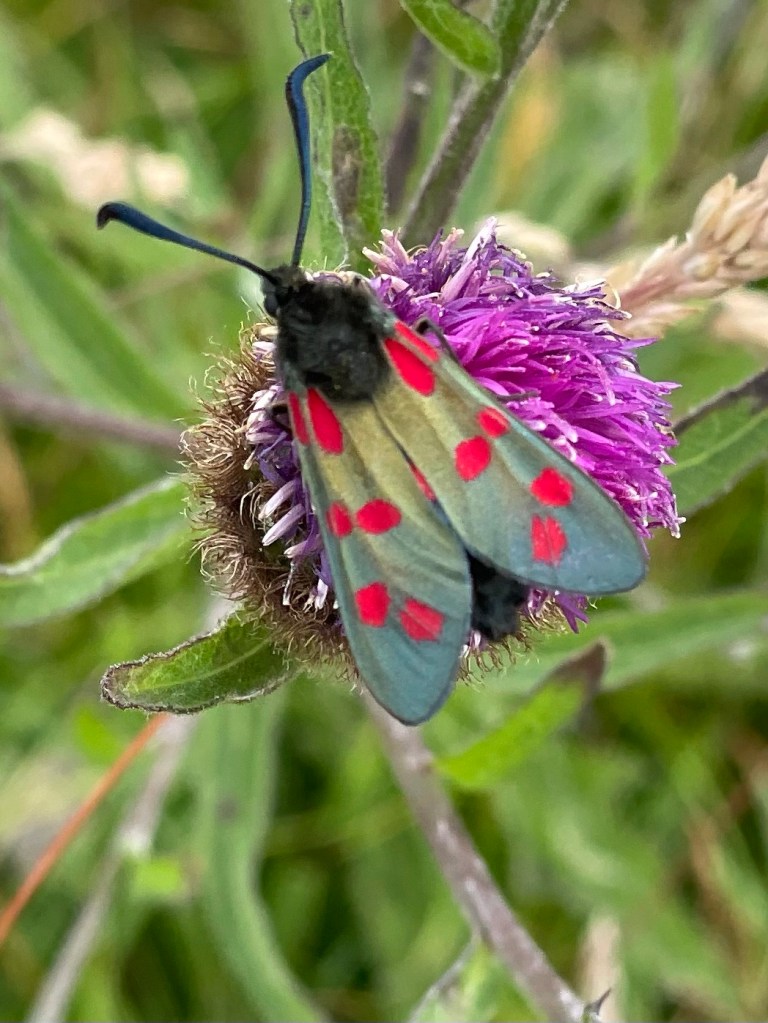 burnet moth