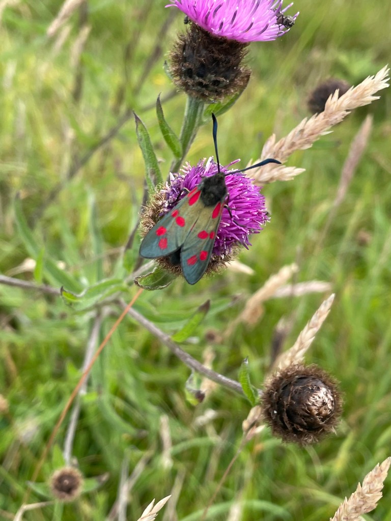 burnet moth Crantock Beach 