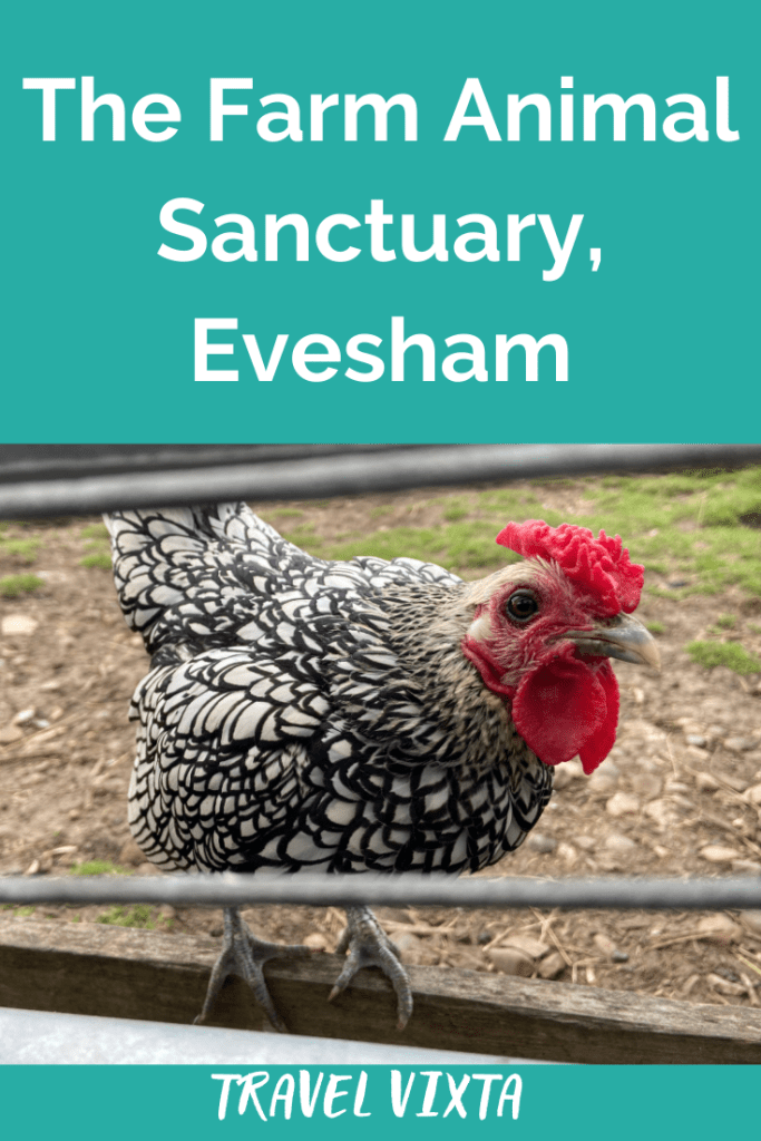 The Farm Animal Sanctuary, Evesham
