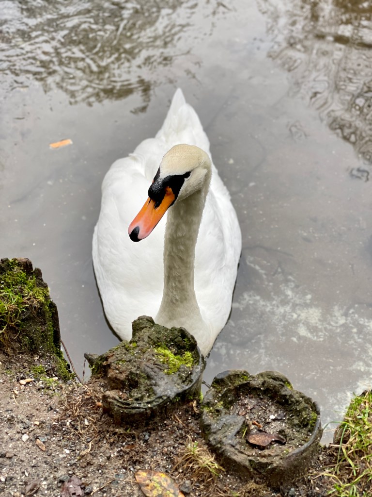 tehidy woods swans in lake