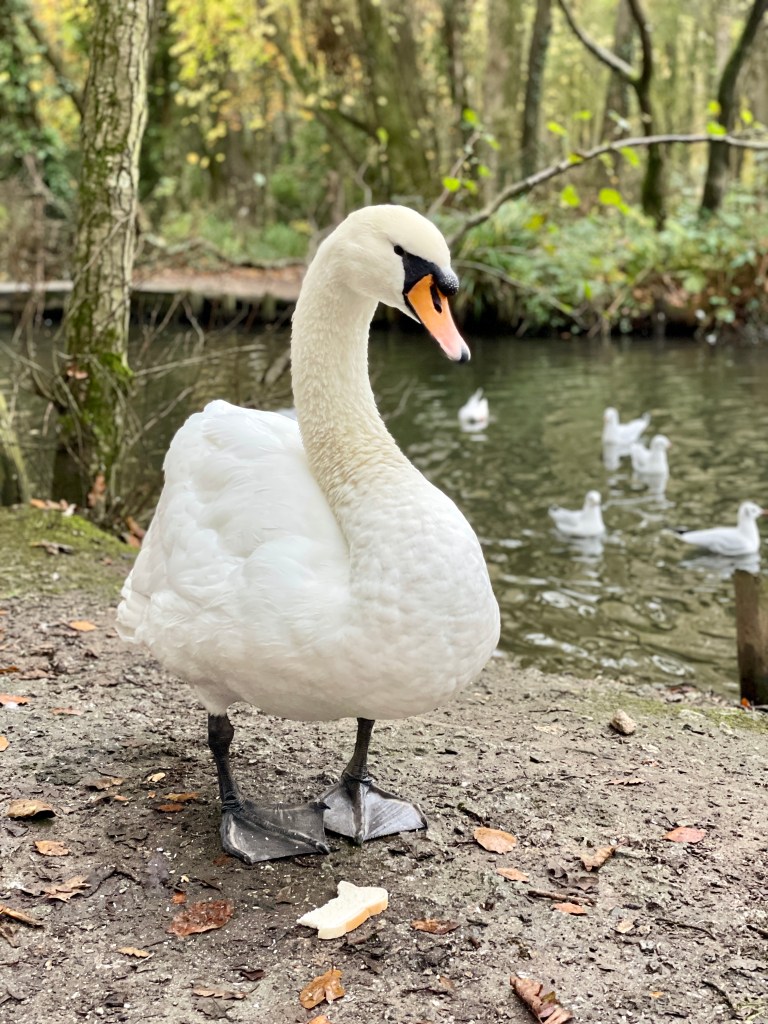 large swan tehidy country park camborne