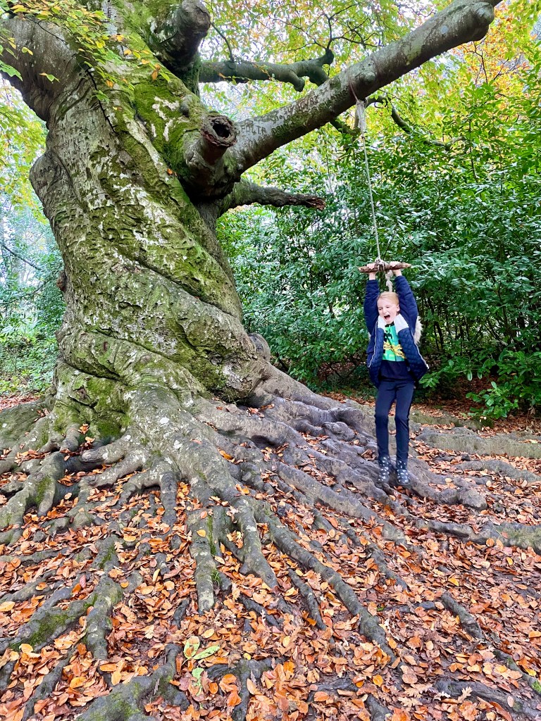 dancing tree tehidy woods country park cornwall
