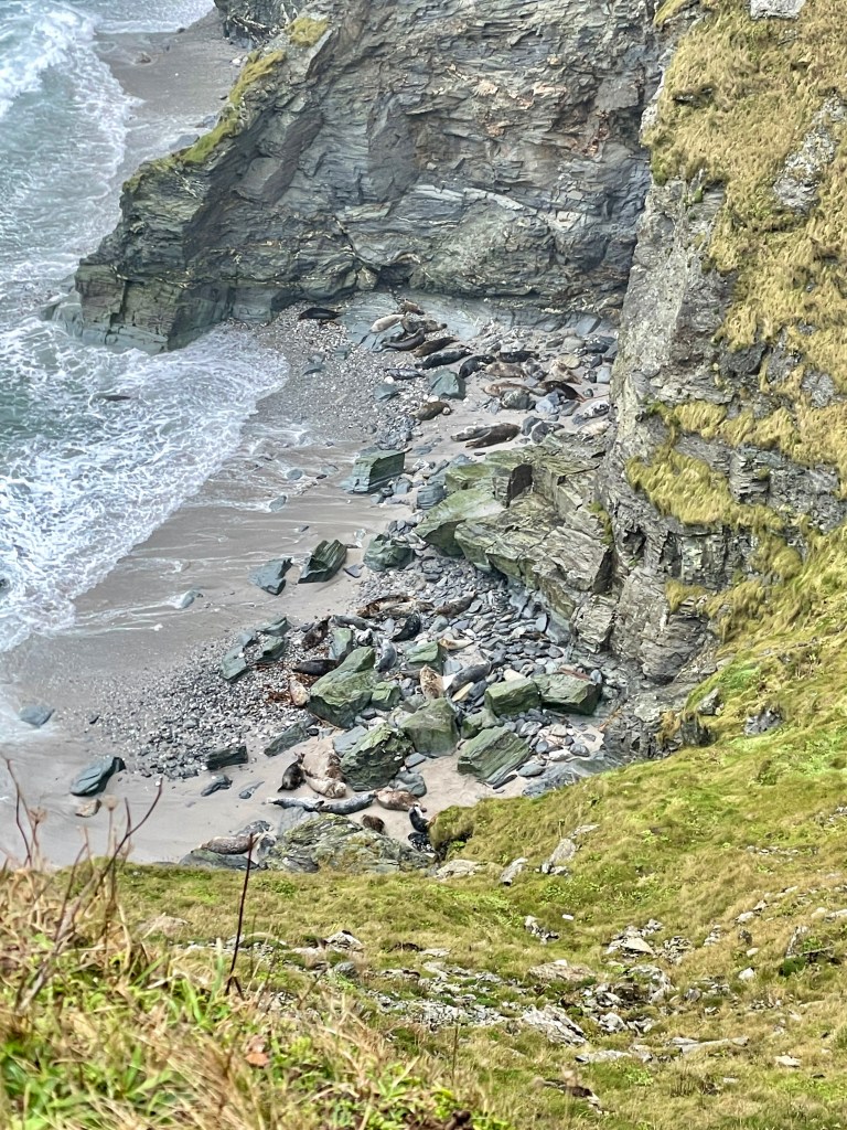 seals mutton cove december