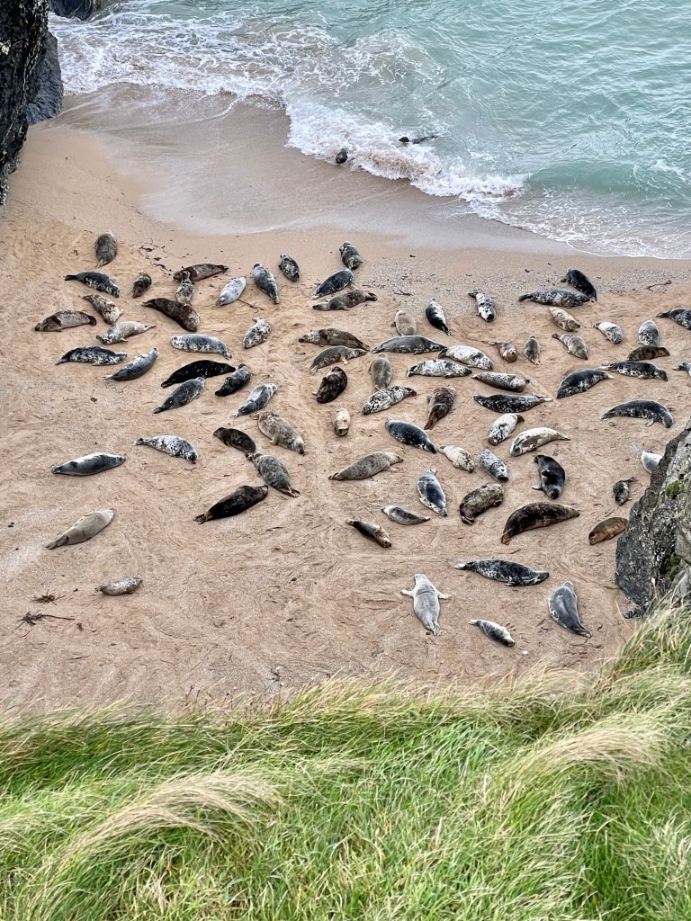 seal colony cornwall porth joke