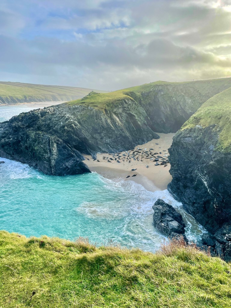 seal spotting porth joke cornwall