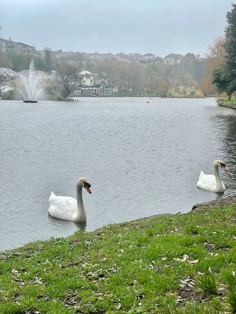 Newquay Boating Lake Swans