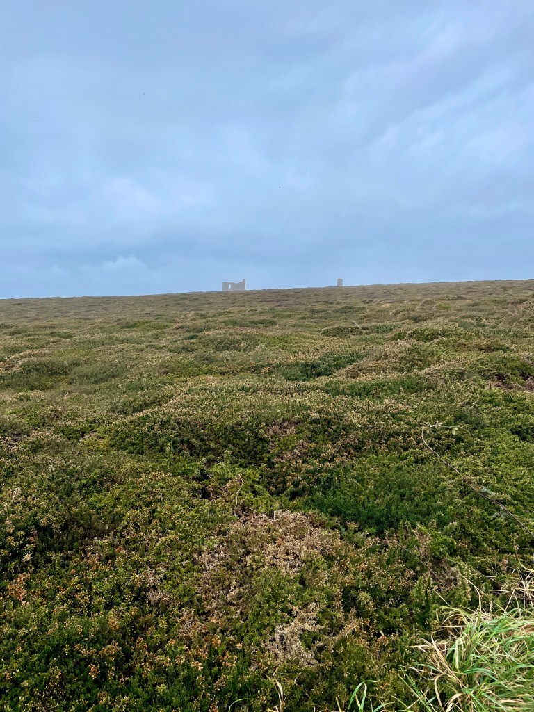 wheal coates