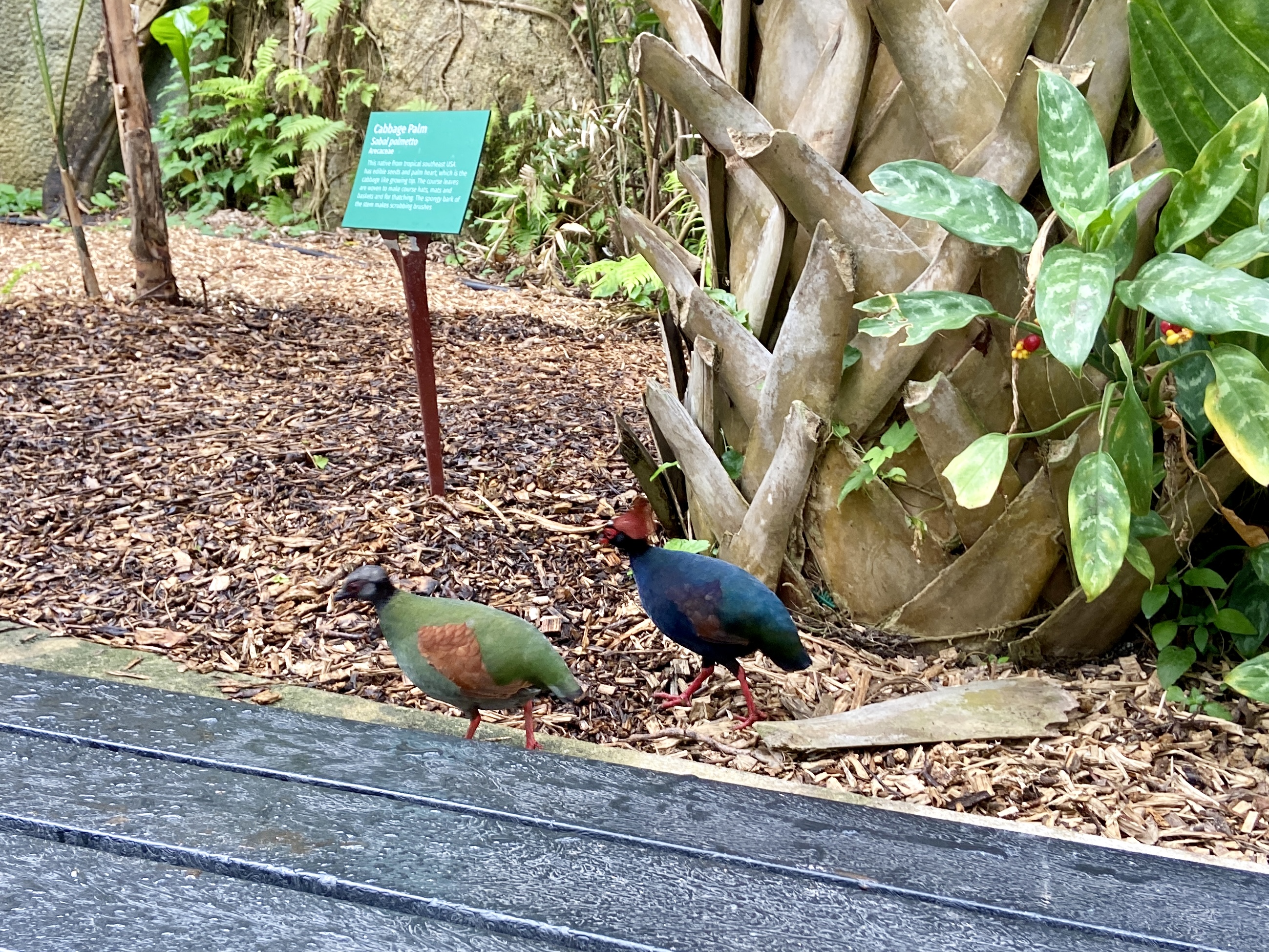 roul roul partridge Eden Project Cornwall