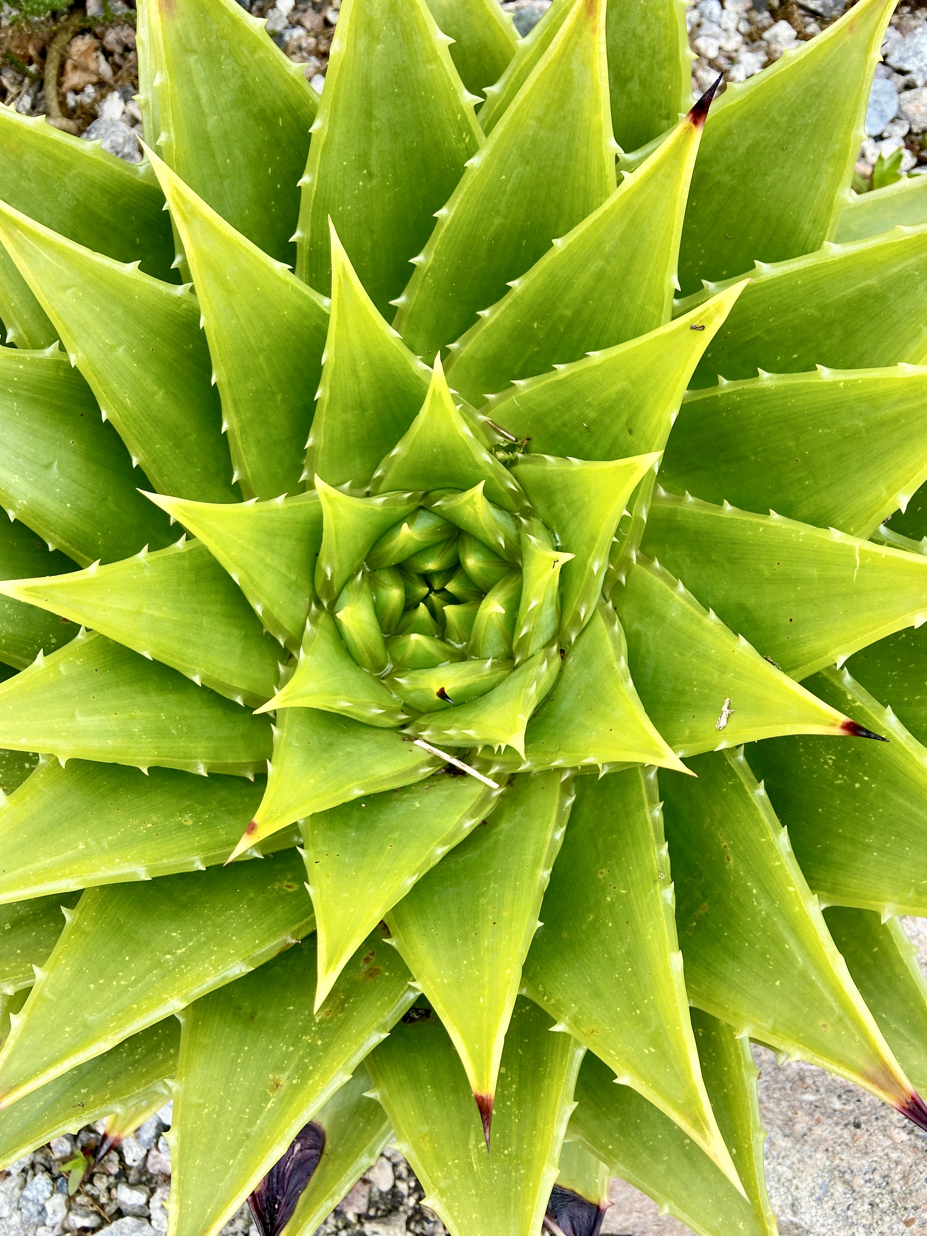 Eden Project Cornwall