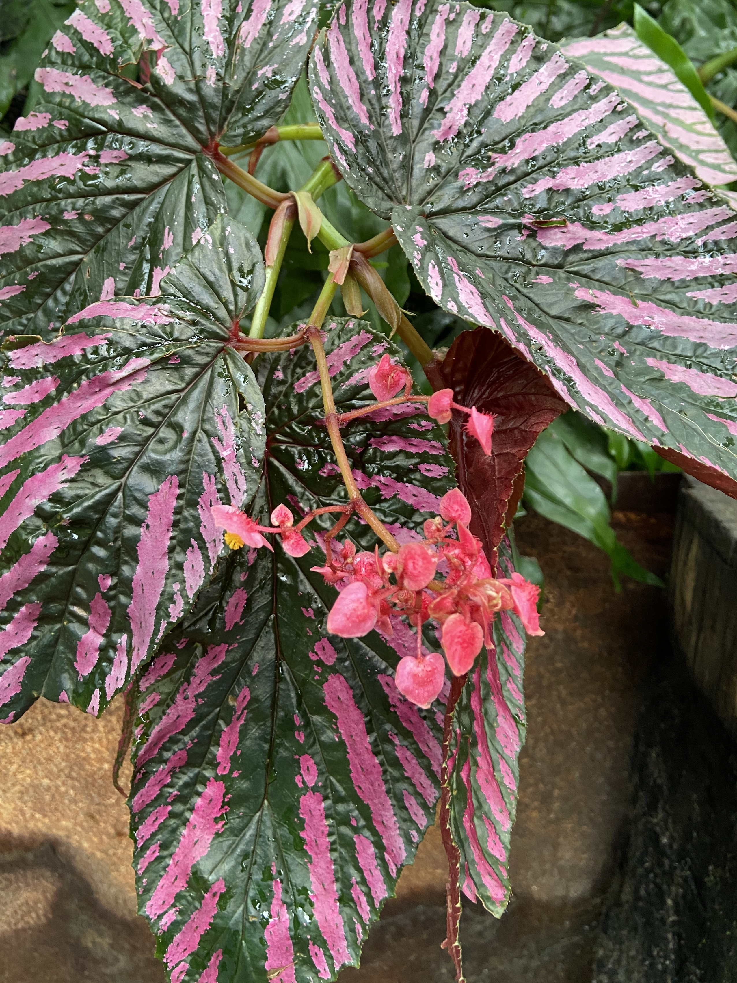 Eden Project Cornwall