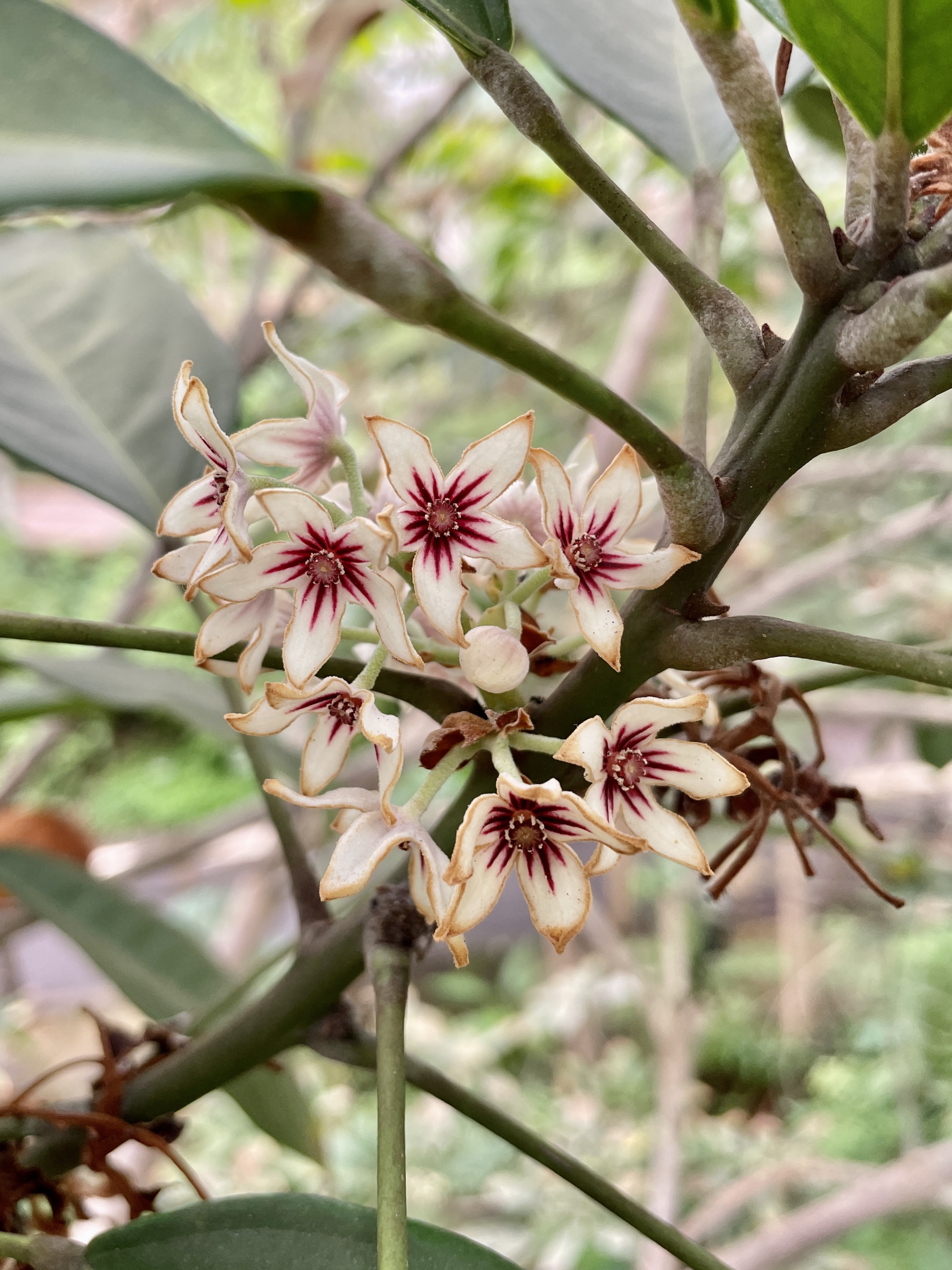 Eden Project Cornwall rainforest biome plants flowers blossom