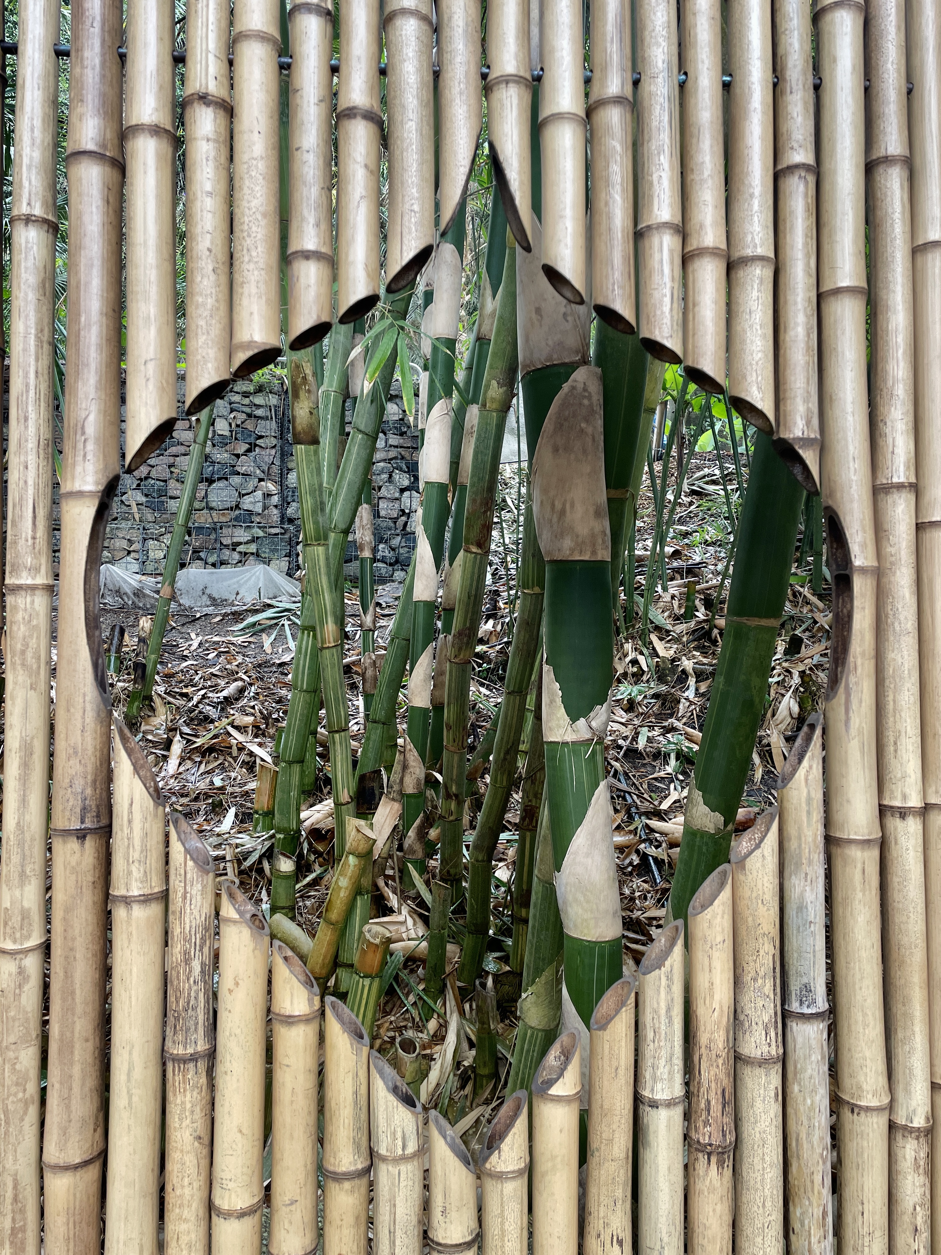 Eden Project Cornwall bamboo
