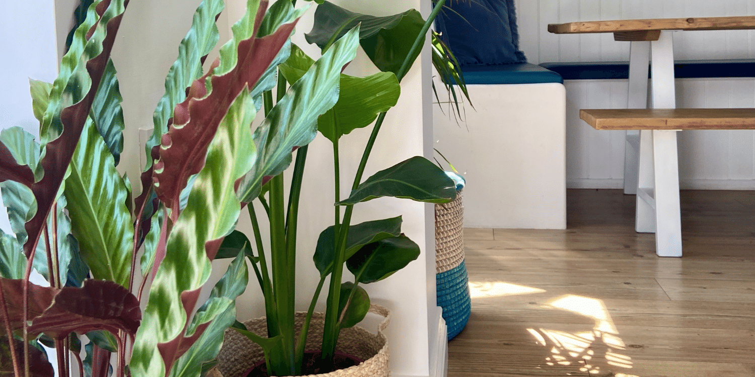airbnb plants