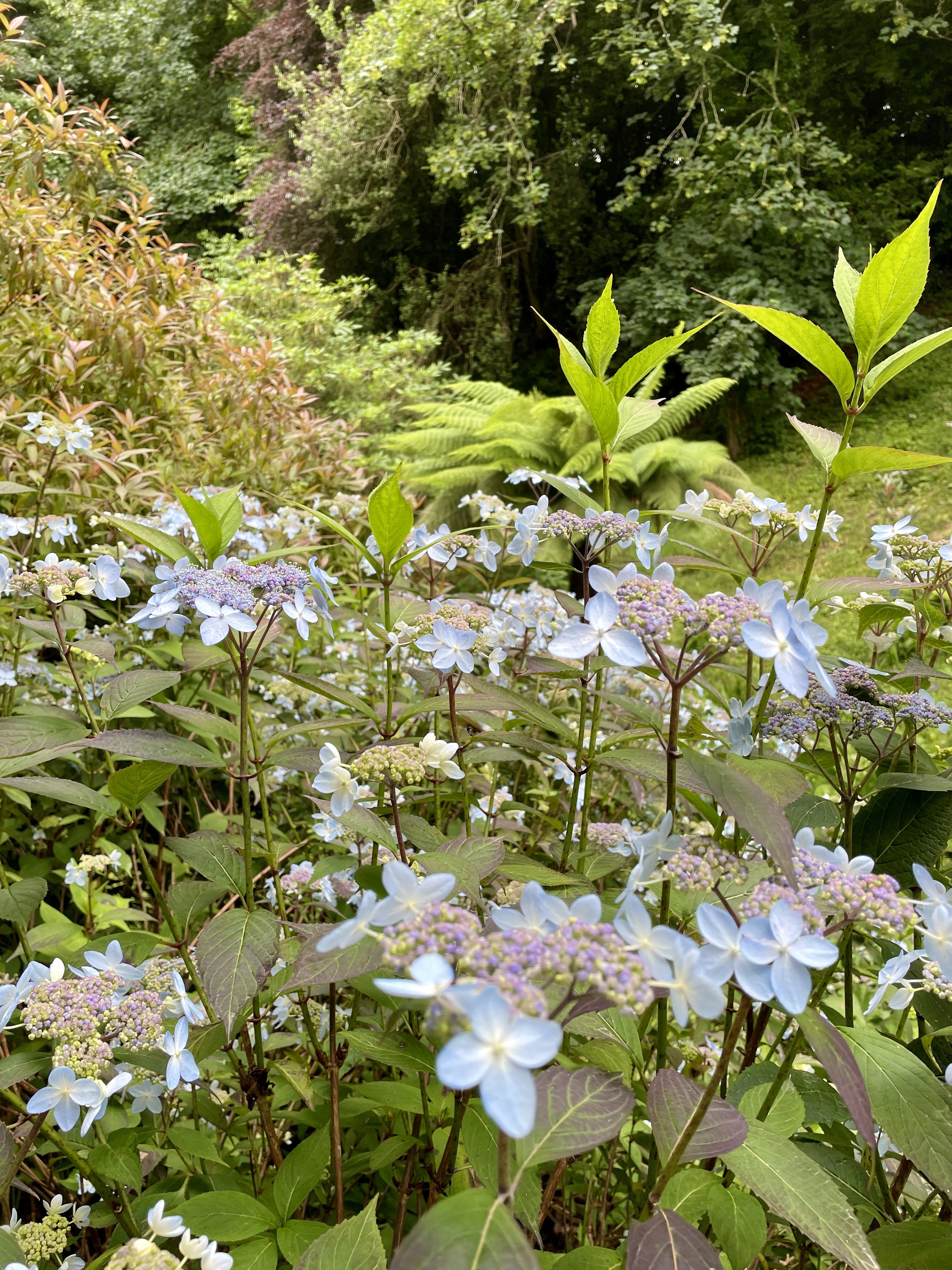 Glendurgan Garden National Trust Falmouth Cornwall