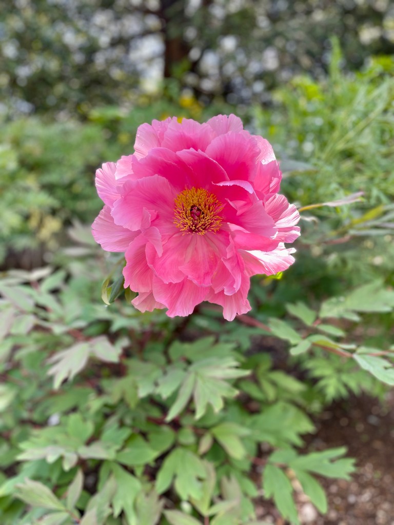 Bristol Botanical Gardens review