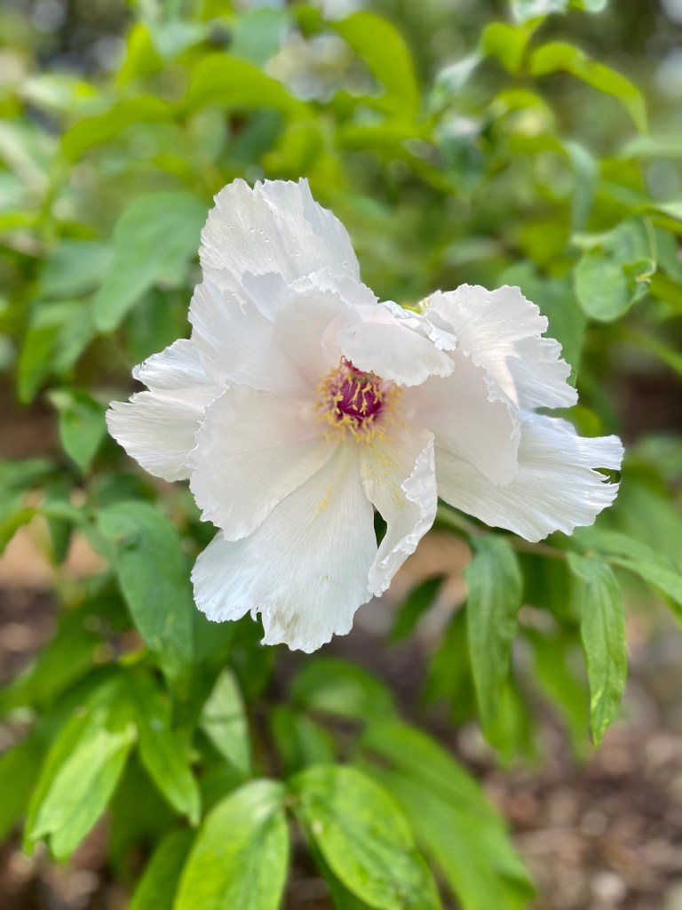 Bristol Botanical Gardens review