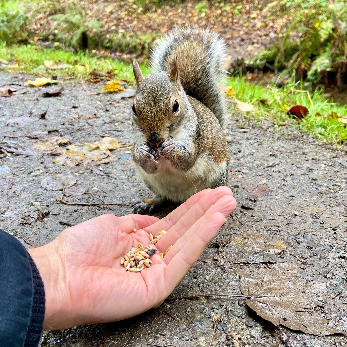 squirrel eating from hand Tehidy Country Park