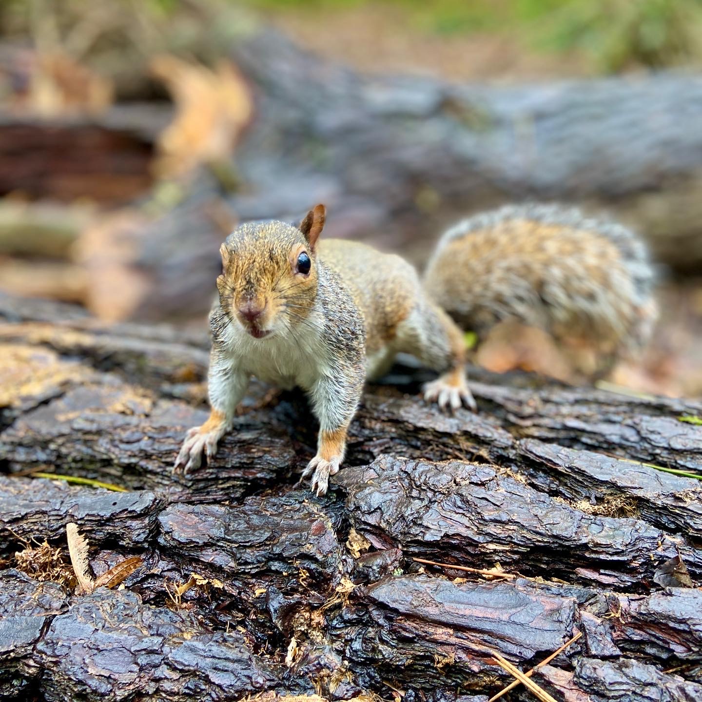 Squirrel at Tehidy Country Park