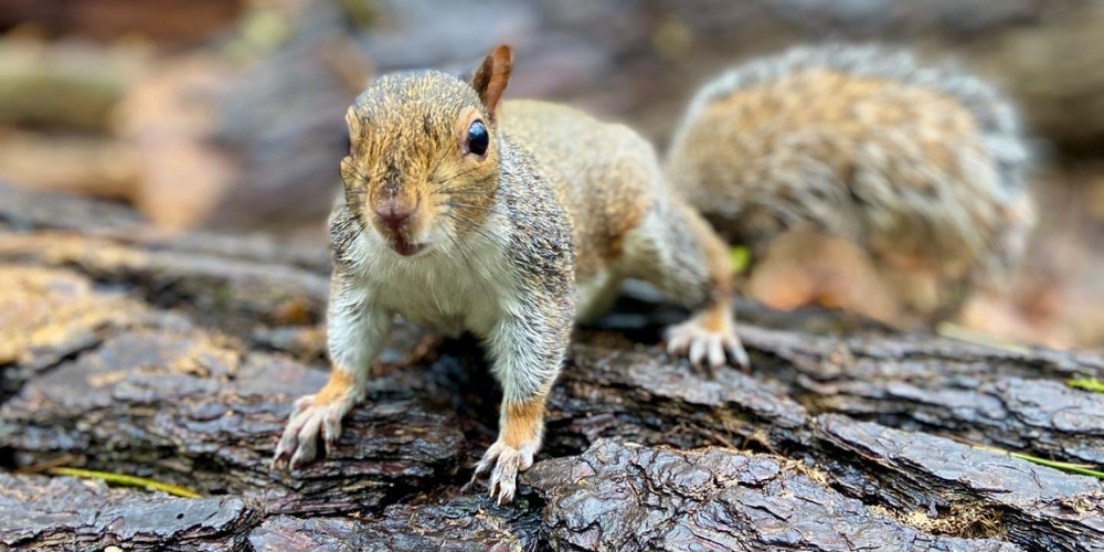 Squirrel at Tehidy Park