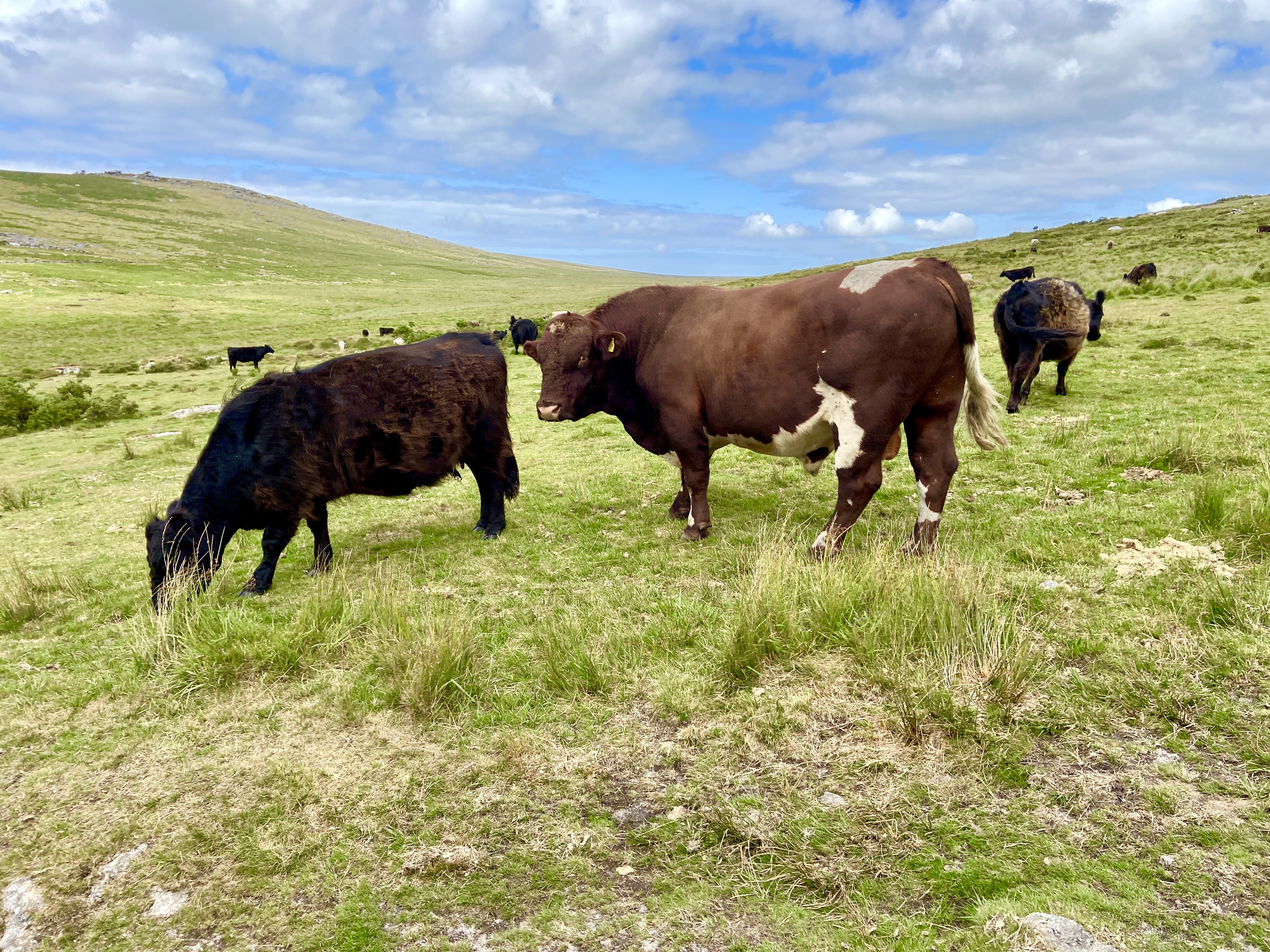 Bull on Brown Willy