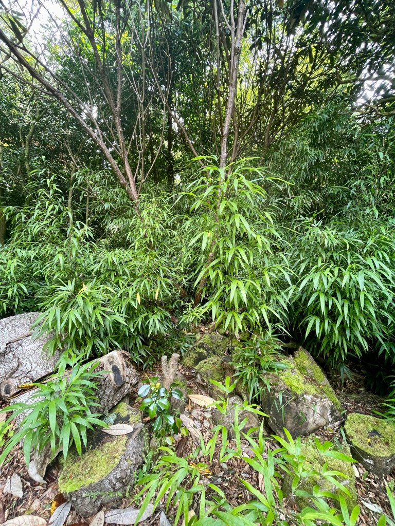 Penjerrick garden review falmouth