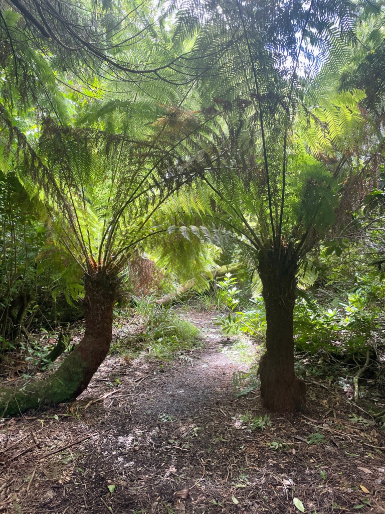 penjerrick garden falmouth cornwall
