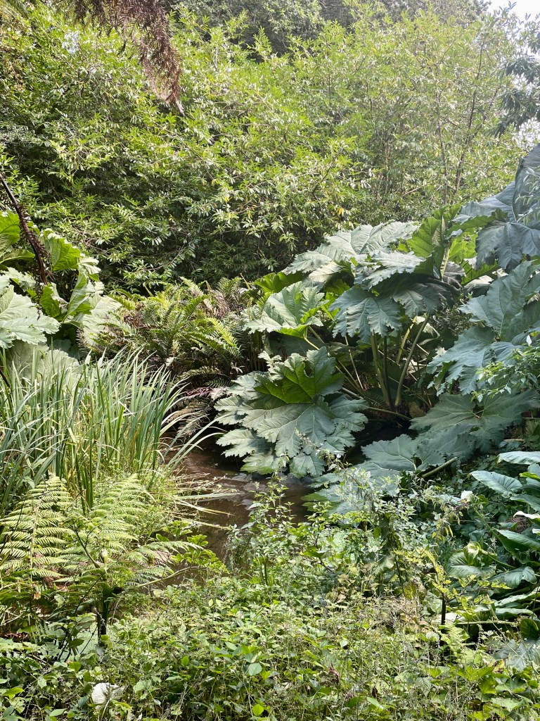 penjerrick garden review falmouth cornwall