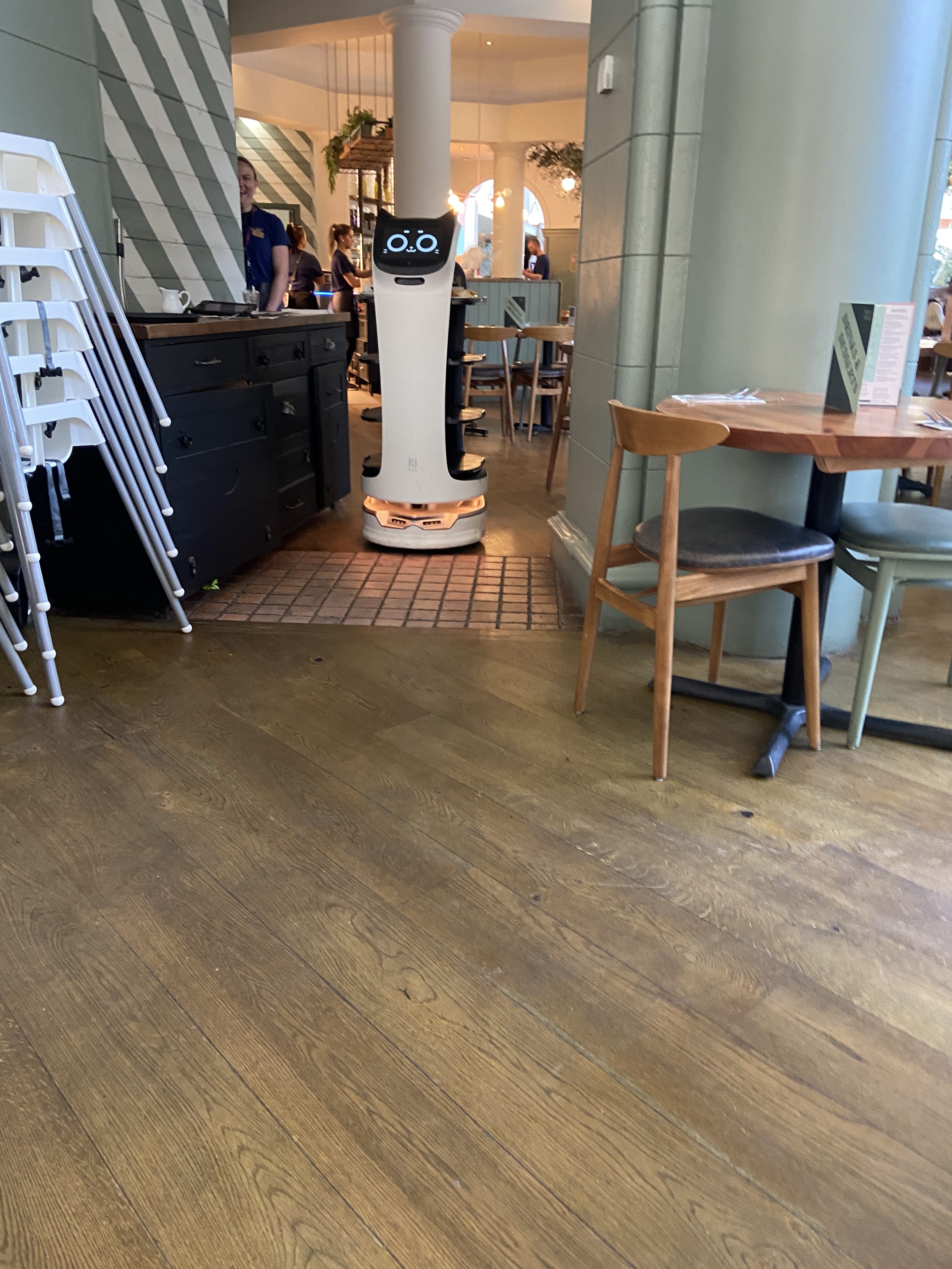 robot waitress cat