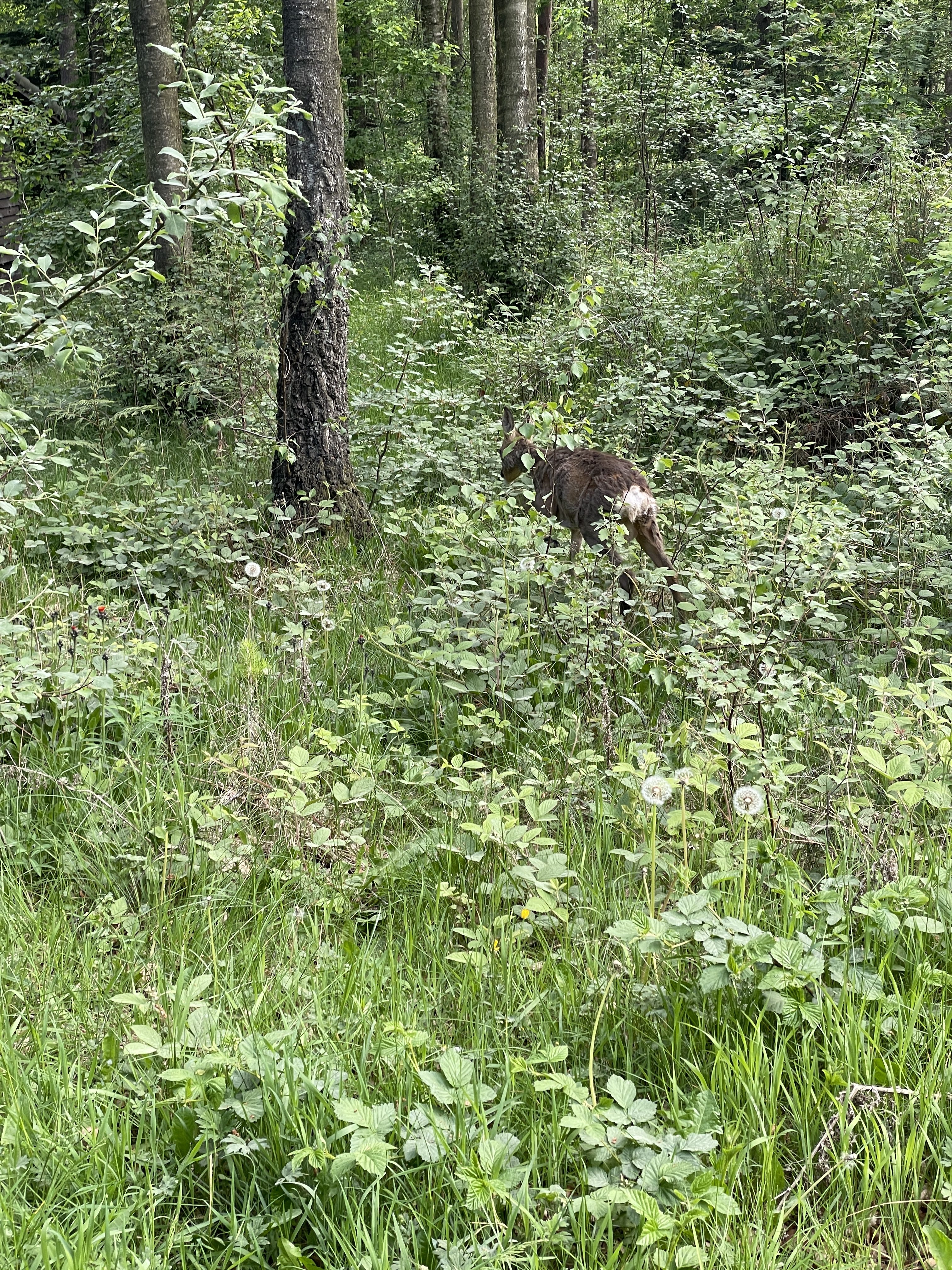 deer at center parcs whinfell forest