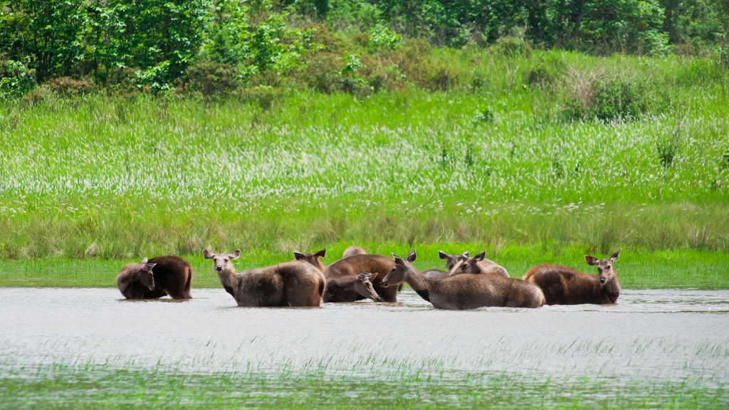 Khao Yai National Park
