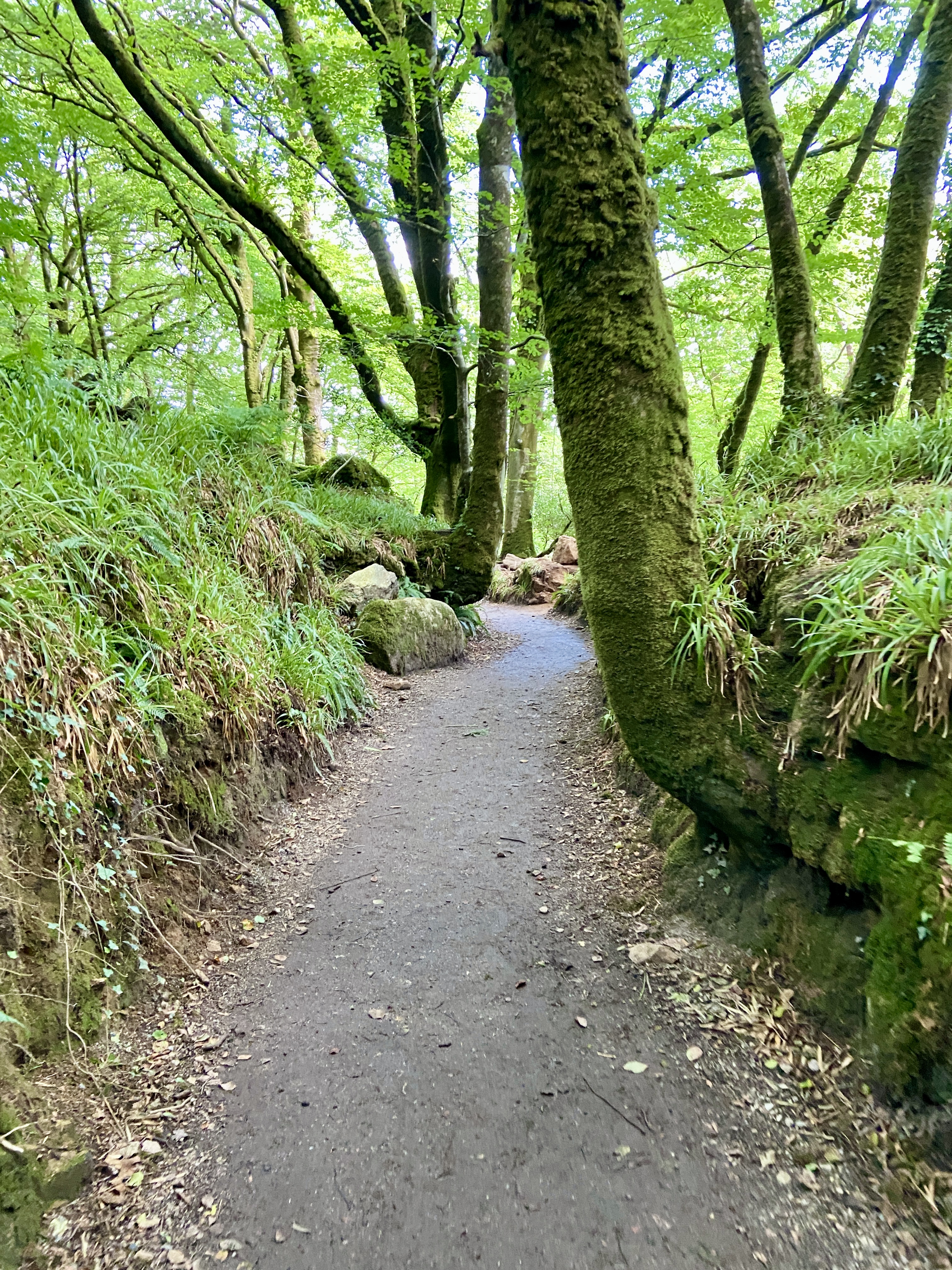 Golitha Falls Waterfalls path mobility