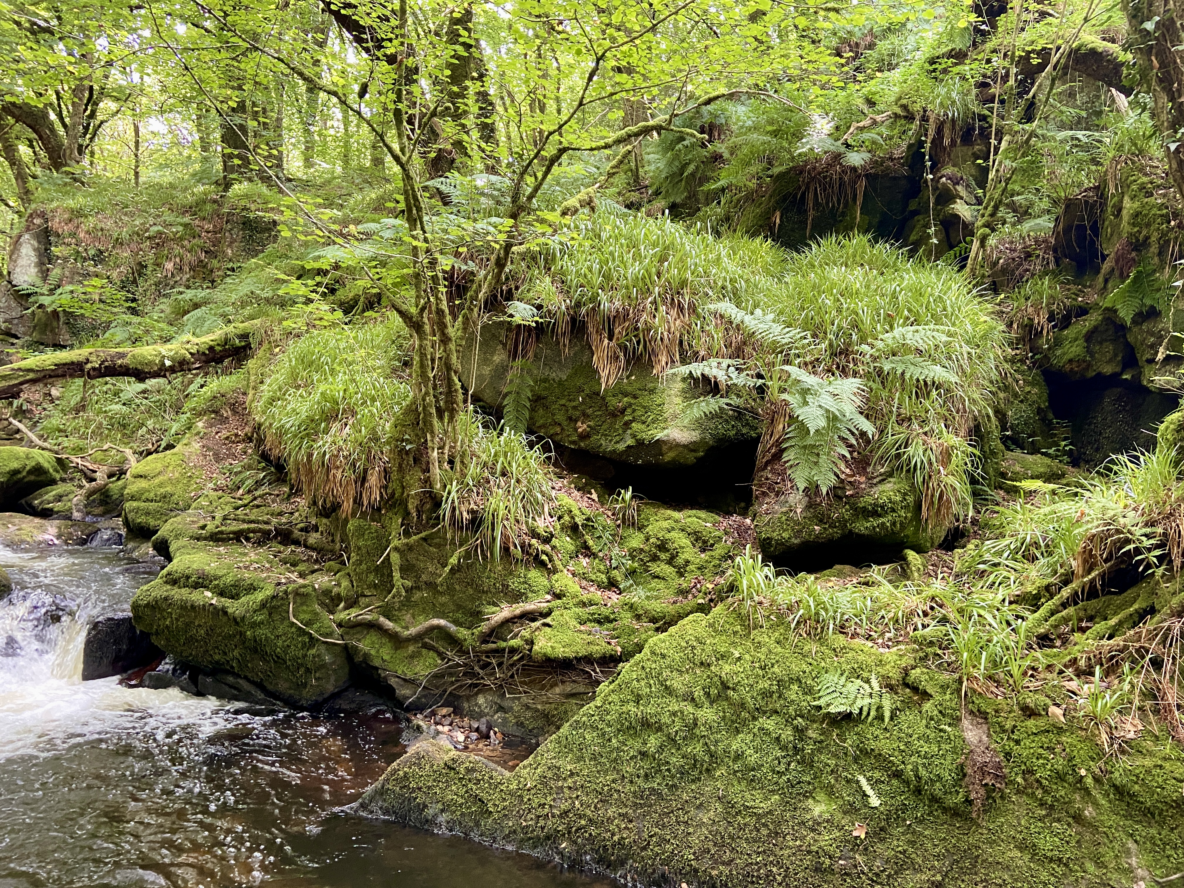 Golitha Falls Cornwall Free Day Out
