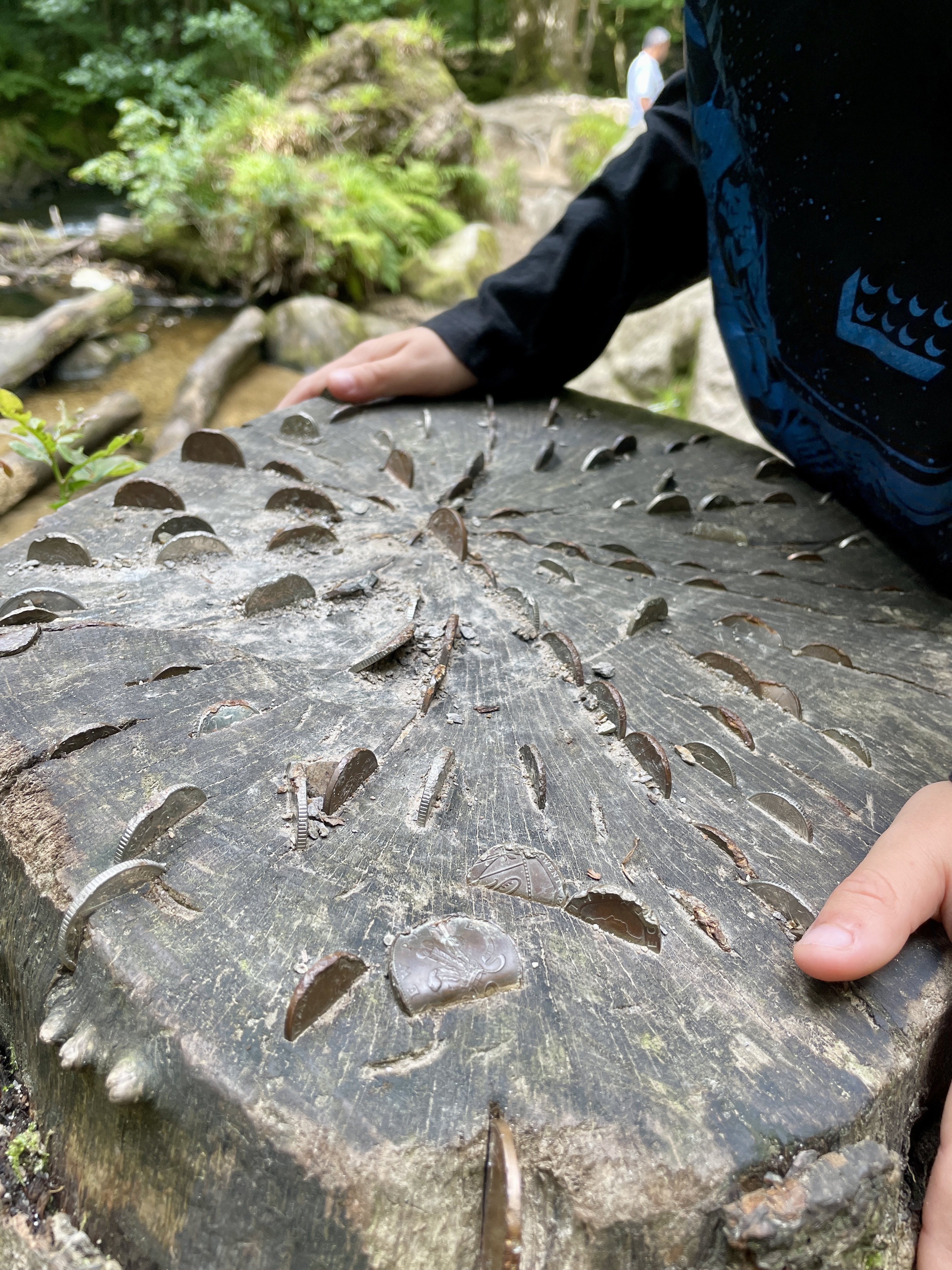 wish trees coins good luck golitha falls cornwall